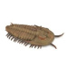 COLLECTA Redlichia Rex trilobit