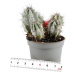 Kaktus mix květináč 6,5cm