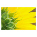 Umělecká fotografie Sunflower, magnez2, (40 x 26.7 cm)
