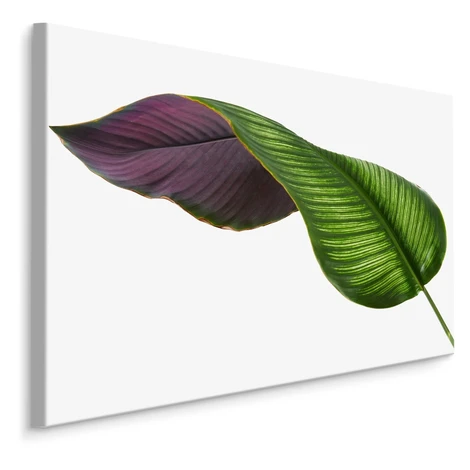 MyBestHome BOX Plátno Calathea List Na Bílém Pozadí Varianta: 120x80