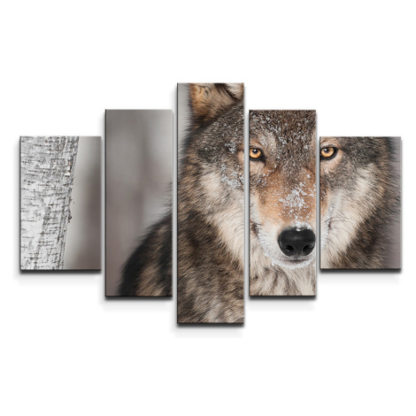 Obrazy vlci