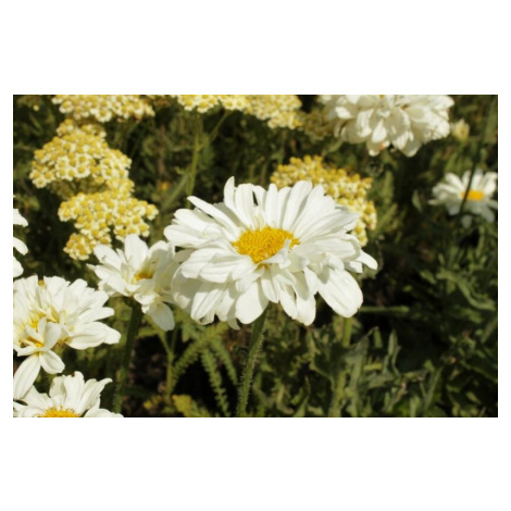 Bíle kvetoucí trvalky