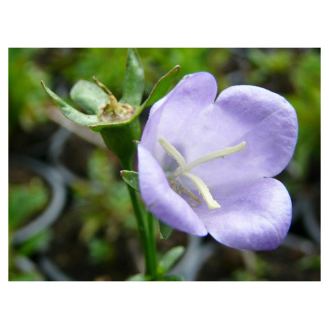Fialově kvetoucí trvalky