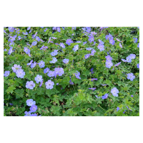 Modře kvetoucí trvalky